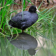 Meerkoet (Fulica atra) rustend op oever, Duitsland