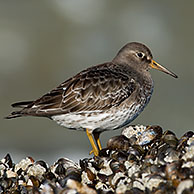 Paarse straandloper (Calidris maritima) op strand, België