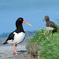 Scholekster (Haematopus ostralegus) met jong, Texel, Nederland