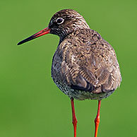 Tureluur (Tringa totanus) op paal van afsluiting in weiland, Zeeland, Nederland

