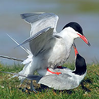 Parende visdiefjes (Sterna hirundo), Texel, Nederland