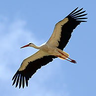 Witte ooievaar (Ciconia ciconia) vliegend, Spanje 