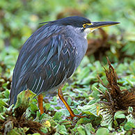 Mangrovereiger (Butorides striata) in het Kruger NP, Zuid-Afrika
