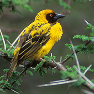 Grote textorwever (Ploceus cucullatus) in het Kruger NP, Zuid-Afrika
