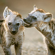 Gevlekte hyena (Crocuta crocuta) bij karkas van Afrikaanse buffel in het Kruger NP, Zuid-Afrika
