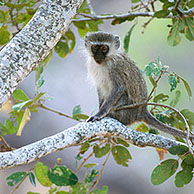 Groene meerkat (Chlorocebus pygerythrus) in het Kruger NP, Zuid-Afrika
