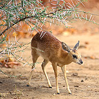 Sharpes grijsbok (Raphicerus sharpei) in het Kruger NP, Zuid-Afrika
