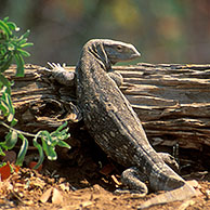 Witkeelvaraan (Varanus albigularis) in het Kruger NP, Zuid-Afrika
