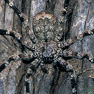 Selenopidae spin in het Kruger NP, Zuid-Afrika
