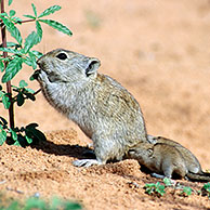 Brants' fluitrat (Parotomys brantsii) met zogende jongen in het Kgalagadi Transfrontier Park, Kalahari woestijn, Zuid-Afrika
