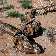 Karkas van gemsbok (Oryx gazella) in het Kgalagadi Transfrontier Park, Kalahari woestijn, Zuid-Afrika
