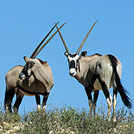 Twee gemsbokken (Oryx gazella) in de Kalahari woestijn, Kgalagadi Transfrontier Park, Zuid-Afika