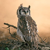 Verreaux-oehoe / melkwitte ooruil (Bubo lacteus) in het Kgalagadi Transfrontier Park, Kalahari woestijn, Zuid-Afrika
