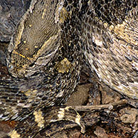 Pofadder (Bitis arietans / Bitis lachesis) in het Kgalagadi Transfrontier Park, Kalahari woestijn, Zuid-Afrika
