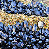 Mossels (Mytilus edulis) op rots bij laag tij, Bretagne, Frankrijk