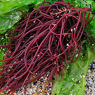 Nemalion helminthoides en zeesla (Ulva lactuca) op strand bij eb, Bretagne, Frankrijk