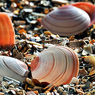 Nonnetjes (Macoma balthica) op strand, België
