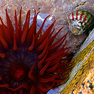 Paardenanemoon (Actinia equina), Bretagne, Frankrijk