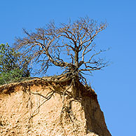 Boom toont boomwortels aan afgrond door bodemerosie, Provence, Frankrijk
