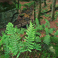 Gewone eikvaren (Polypodium vulgare) in loofbos, Luxemburg