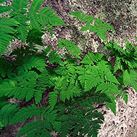 Gebogen driehoeksvaren in rotswand (Gymnocarpium dryopteris), Luxemburg
