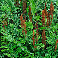 Koningsvaren (Osmunda regalis), België