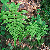 Smalle beukvaren (Phegopteris connectilis), Luxemburg