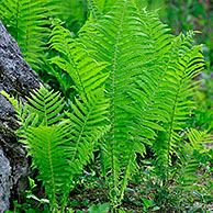 Struisvaren (Matteuccia struthiopteris) in bos, Duitsland
