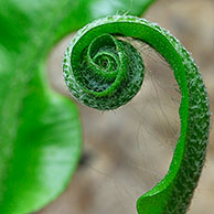 Tongvaren in bos (Asplenium scolopendrium), La Brenne, Frankrijk
