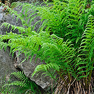 Wijfjesvaren (Athyrium filix-femina) tussen rotsen, Duitsland
