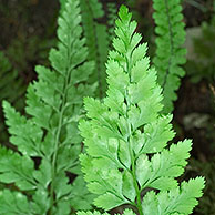 Zwartsteel varen (Asplenium adiantum-nigrum), La Brenne, Frankrijk
