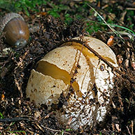 Duivelsei / Heksenei van grote stinkzwam (Phallus impudicus), België
