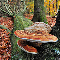 Echte tonderzwam (Fomes fomentarius) op gevallen boomstam, België
