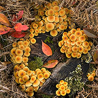 Gewone zwavelkop (Hypholoma fasciculare), België
