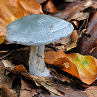 Groene anijstrechterzwam (Clitocybe odora) in bos, België
