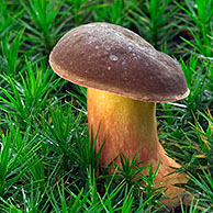 Kastanjeboleet tussen mos (Boletus badius / Xerocomus badius), België
