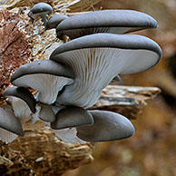 Gewone oesterzwam (Pleurotus ostreatus), België
