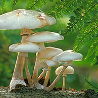 Porseleinzwam (Oudemansiella mucida / Collybia mucida), België