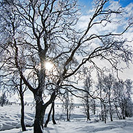 Besneeuwde berken in de Hoge Venen in de sneeuw in winter, Ardennen, België

