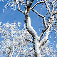 Besneeuwde berk in de Hoge Venen in de sneeuw in winter, Ardennen, België

