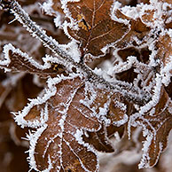 Bladeren van zomereik (Quercus robur) bedekt met rijp in de winter, België

