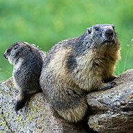 Alpenmarmot (Marmota marmota) met jong op rotsblok, Gran Paradiso NP, Italië