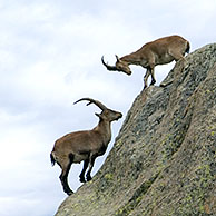 Iberische steenbokken (Capra pyrenaica) in rotswand, Sierra de Gredos, Spanje