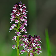 Aangebrande orchis (Neotinea ustulata / Orchis ustulata), La Brenne, Frankrijk
