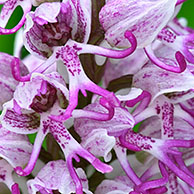 Aapjesorchis (Orchis simia), La Brenne, Frankrijk