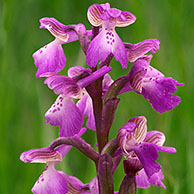 Harlekijn (Orchis morio), La Brenne, Frankrijk