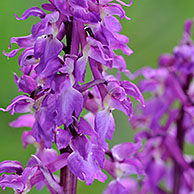 Mannetjesorchis (Orchis mascula), België
