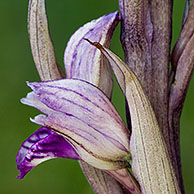 Paarse aspergeorchis (Limodorum abortivum), La Brenne, Frankrijk