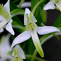 Welriekende nachtorchis (Platanthera bifolia), Frankrijk