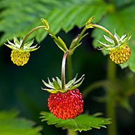 Wilde aardbei (Fragaria vesca), La Brenne, Frankrijk